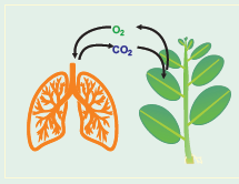 NEET Botany Respiration Chapter Notes