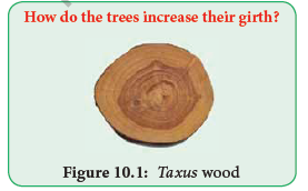 NEET Botany Secondary Growth Chapter Notes