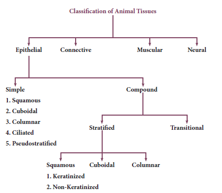 NEET Zoology Tissue Level of Organisation Chapter Notes