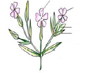 d13