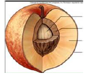 d26