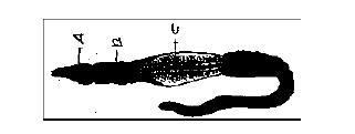 diagram4