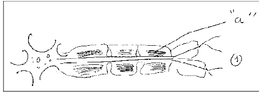 N1