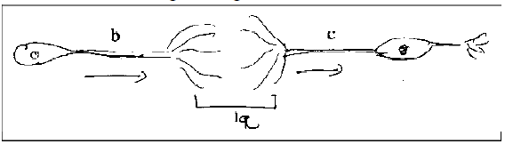N4