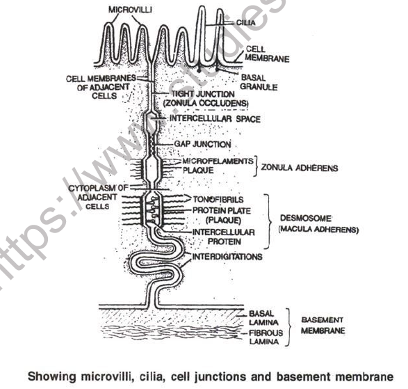 NEET Biology Animal Tissue Chapter Notes