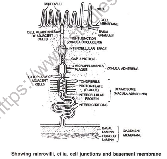 NEET Biology Animal Tissue Chapter Notes1