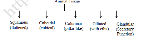 NEET Biology Animal Tissues Revision Notes