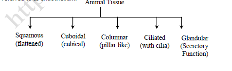 NEET Biology Animal Tissues Revision Notes1