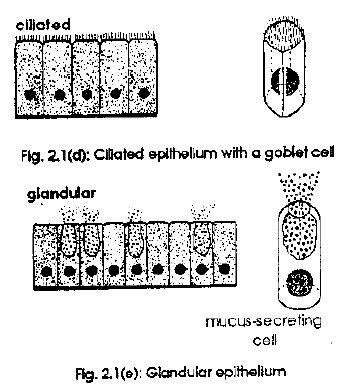 NEET Biology Animal Tissues Revision Notes3