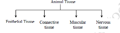 NEET Biology Animal Tissues Revision Notes
