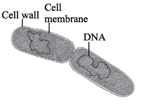 NEET Biology Biological Classification Chapter Notes1