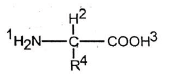 NEET Biology Biomolecules MCQs Set A