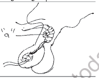 NEET Biology Chemical Coordination and Control MCQs