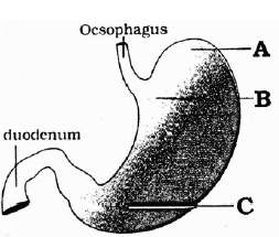 NEET Biology Digestion and Absorption MCQs Set B