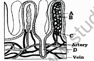 NEET Biology Digestion and Absorption MCQs Set B2