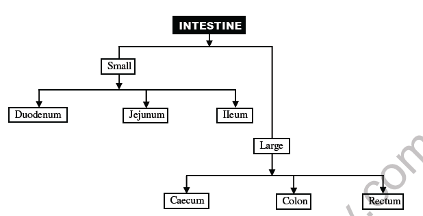 NEET Biology Digestive System Chapter Notes1