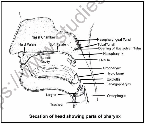 NEET Biology Digestive System Chapter Notes2