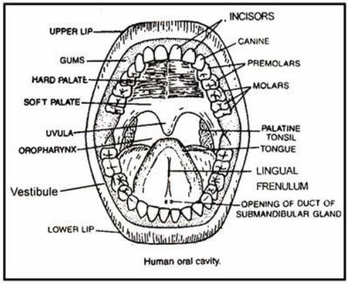 NEET Biology Digestive System Chapter Notes3