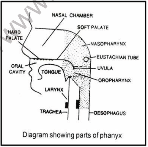 NEET Biology Digestive System Chapter Notes4