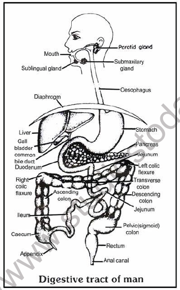 NEET Biology Digestive System Chapter Notes