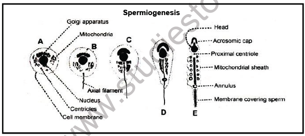 NEET Biology Embryology Chapter Notes1