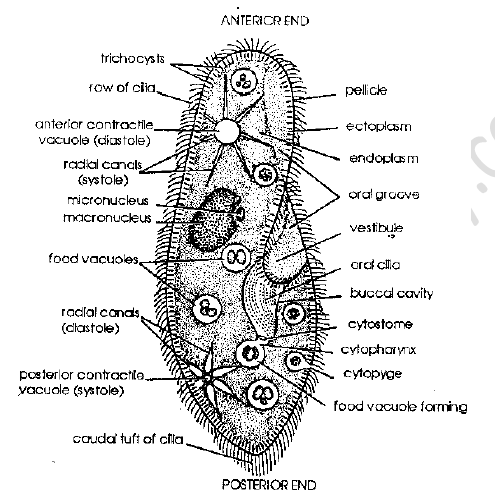 NEET Biology Kingdom Animalia Revision Notes