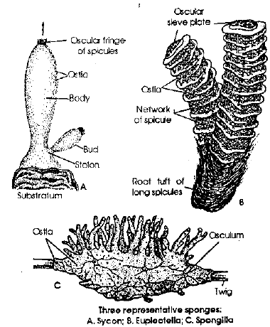 NEET Biology Kingdom Animalia Revision Notes2