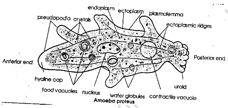 NEET Biology Kingdom Animalia Revision Notes