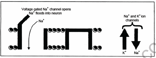 NEET Biology Nervous System Chapter Notes1