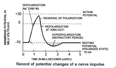 NEET Biology Nervous System Chapter Notes3