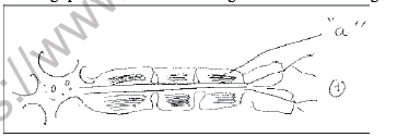 NEET Biology Neural Control and Coordination MCQs