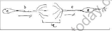 NEET Biology Neural Control and Coordination MCQs2