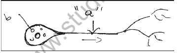 NEET Biology Neural Control and Coordination MCQs3