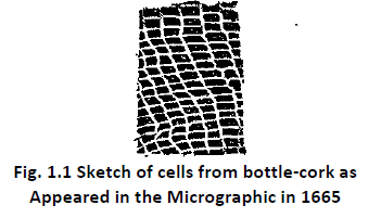 NEET Biology Organization In The Living World Cell and Cell Structures Revision Notes