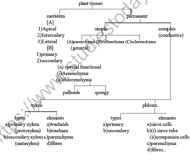 NEET Biology Plant Anatomy Plant Tissues MCQs