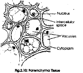 NEET Biology Plant Tissues Revision Notes1