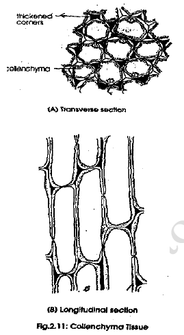 NEET Biology Plant Tissues Revision Notes2