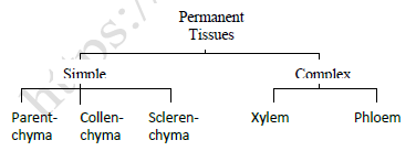 NEET Biology Plant Tissues Revision Notes