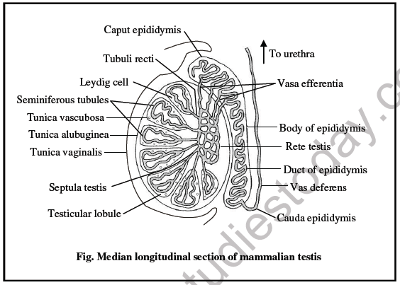 NEET Biology Reproductive System Chapter Note