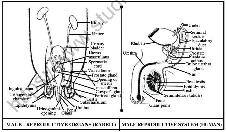 NEET Biology Reproductive System Chapter Notes