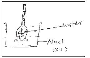 NEET Biology Transport in Plants MCQs