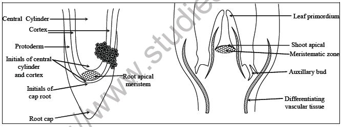 NEET Botany Anatomy of Flowering Plants Chapter Not