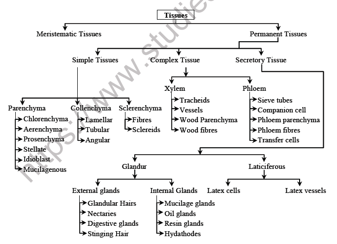 NEET Botany Anatomy of Flowering Plants Chapter Notes