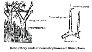 NEET Botany Plant Morphology Chapt