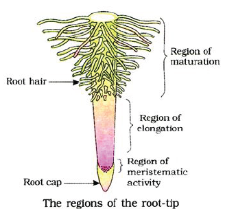 NEET Botany Plant Morphology Chapter Not