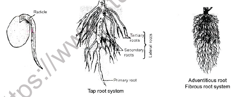 NEET Botany Plant Morphology Chapter Note