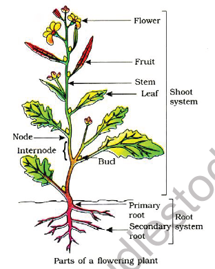 NEET Botany Plant Morphology Chapter Notes