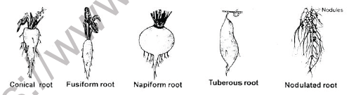 NEET Botany Plant Morphology Chapter