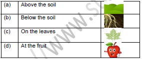 CBSE Class 1 English If I were an Apple Worksheet Set B2