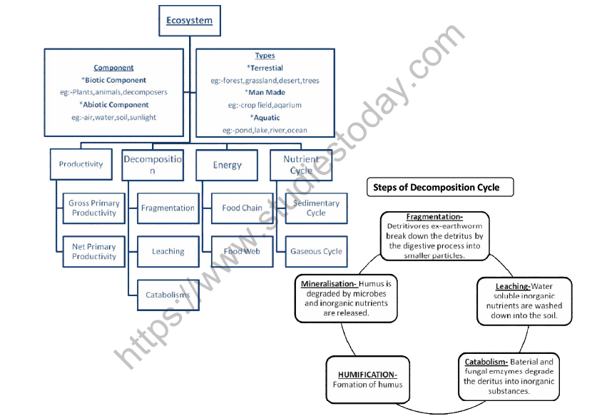 CBSE Class 12 Biology Ecosystem Mind Map